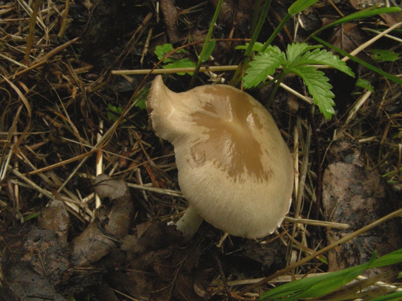 Pioggia e nervosismo con tanti funghi